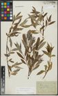 Foto von Salix alba L. x Salix fragilis L.